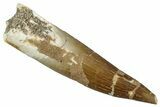 Fossil Plesiosaur (Zarafasaura) Tooth - Morocco #354688-1